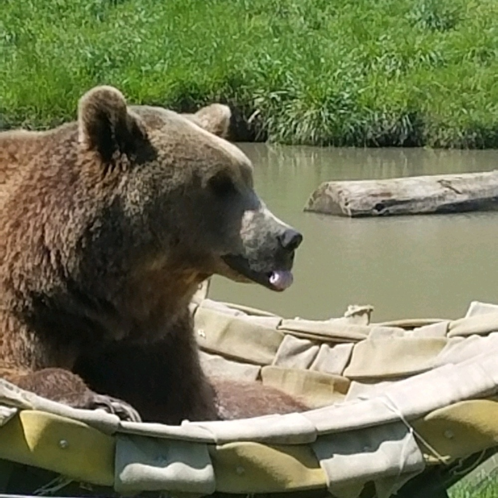 Meet your Posher, Dia